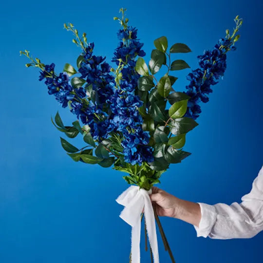 Delphinium