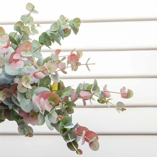 Eucalyptus Silver Dollar - LRG (Grey Red)