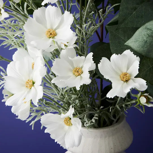 Cosmos Spray