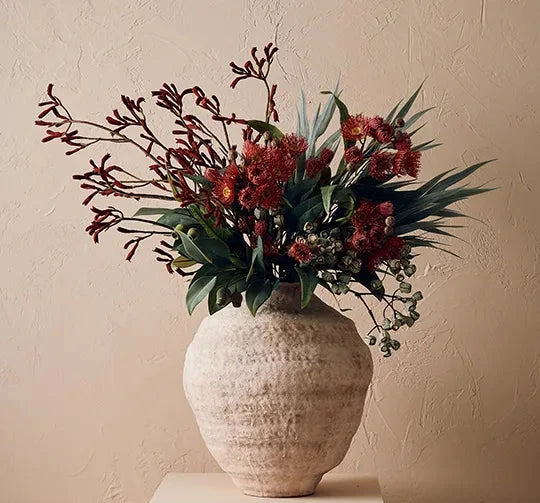 Kangaroo Paw - Burgundy