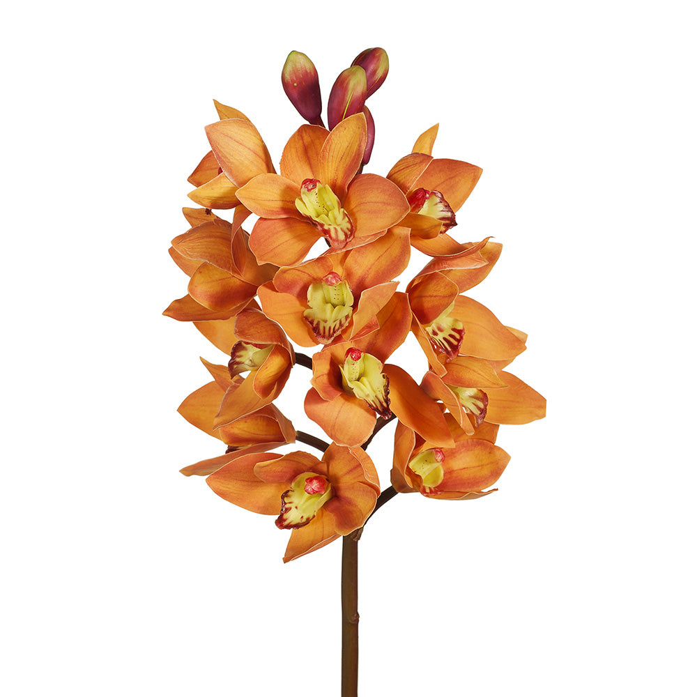 Orchid Cymbidium - Orange