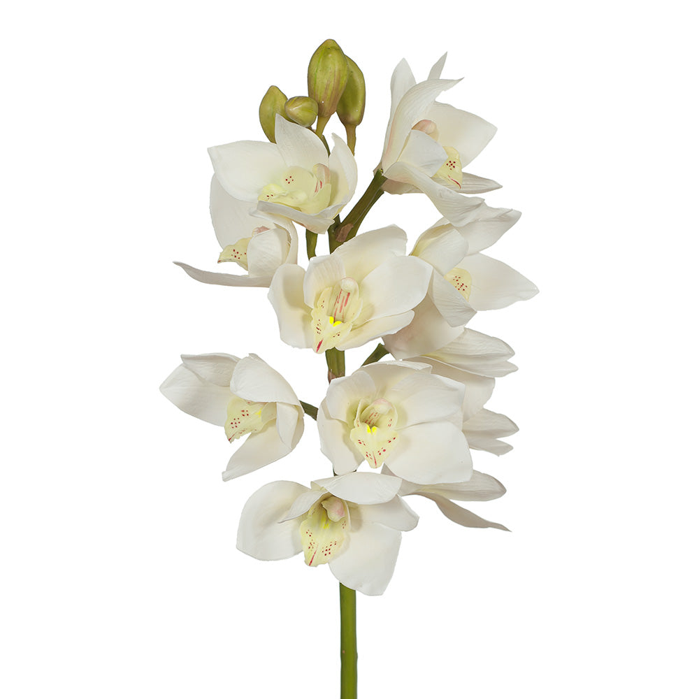 Orchid Cymbidium - White