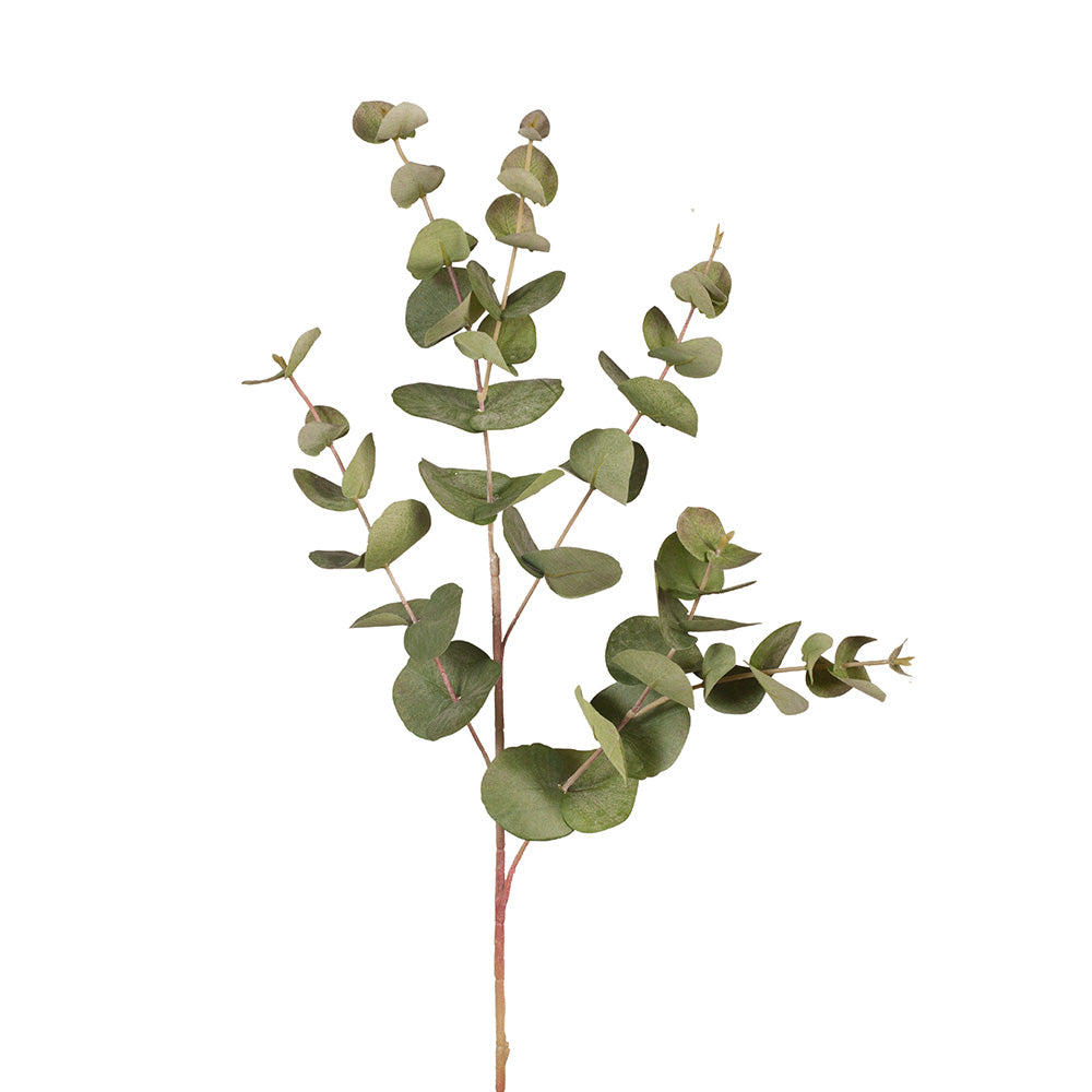 Eucalyptus Silver Dollar