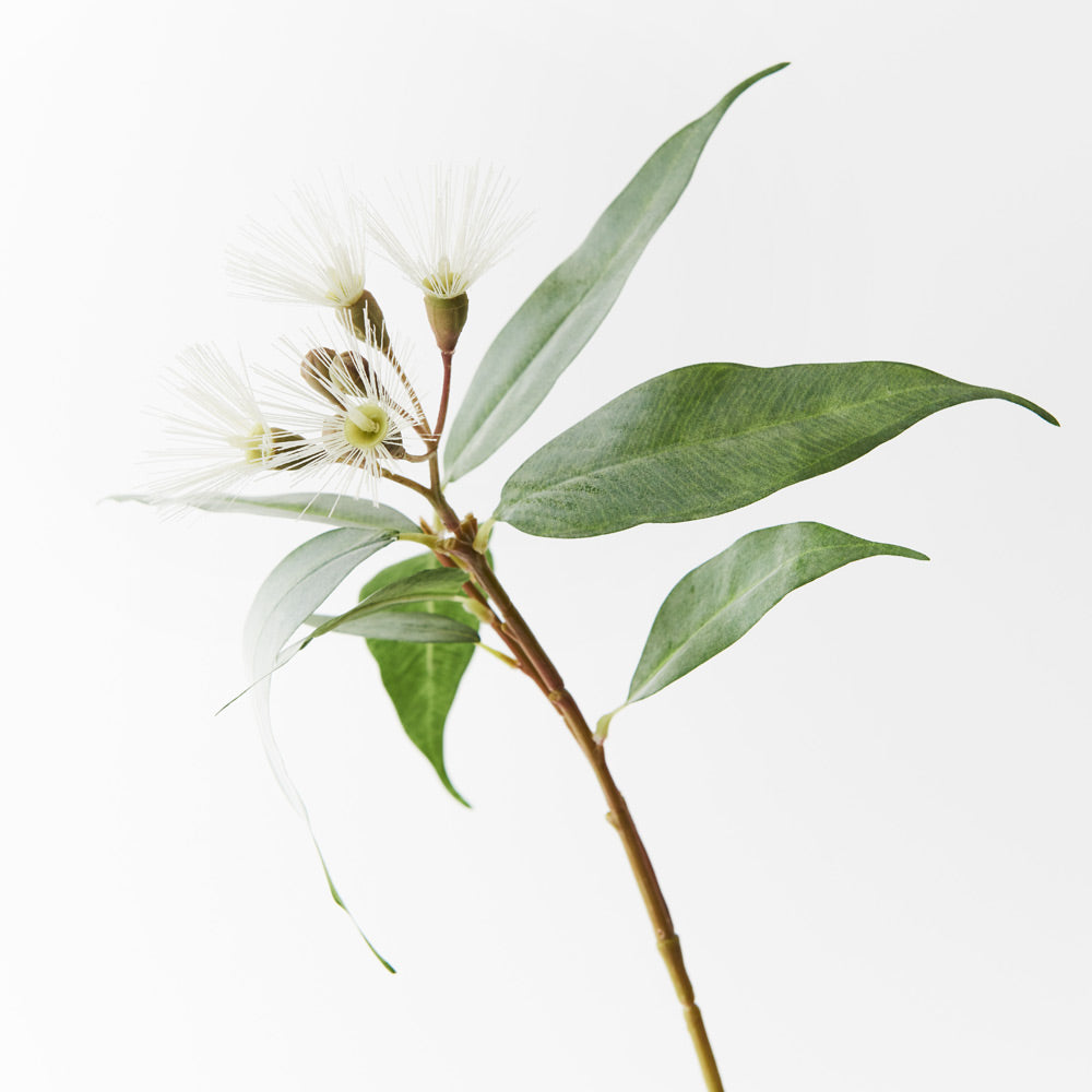 Eucalyptus Flowering