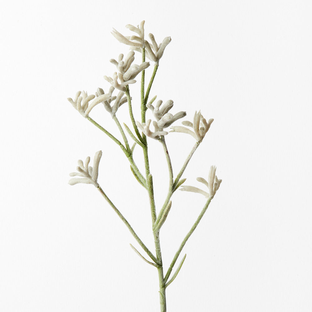 Kangaroo Paw - Grey