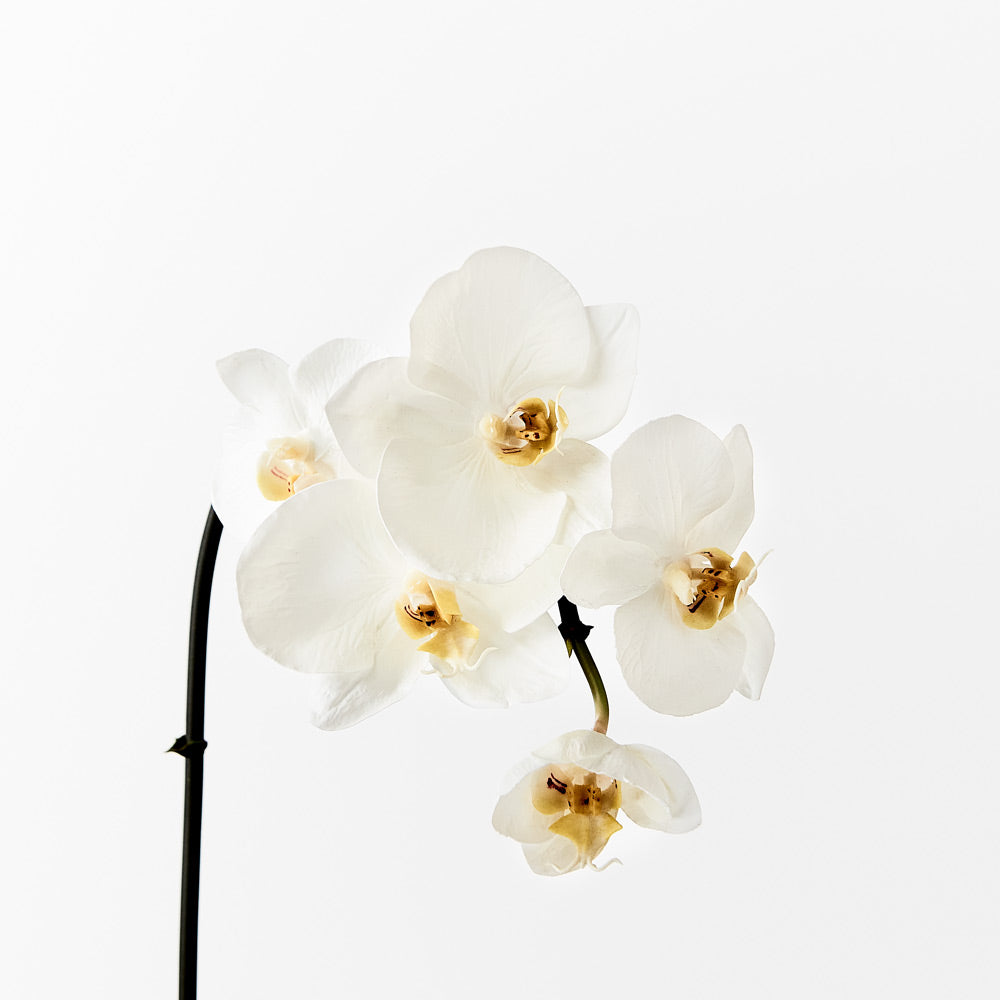 Mini Orchid Phalaenopsis x5 blooms