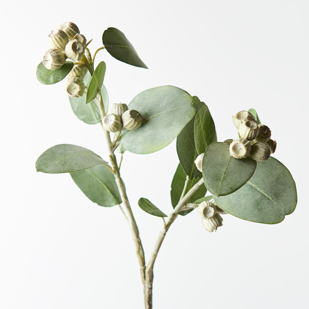 Eucalyptus Tetragona Spray
