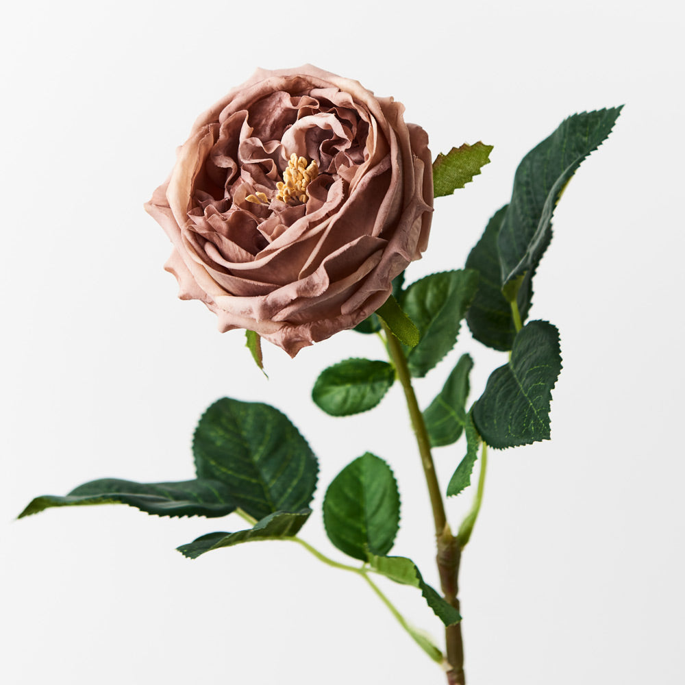 Rose Austin - Coffee