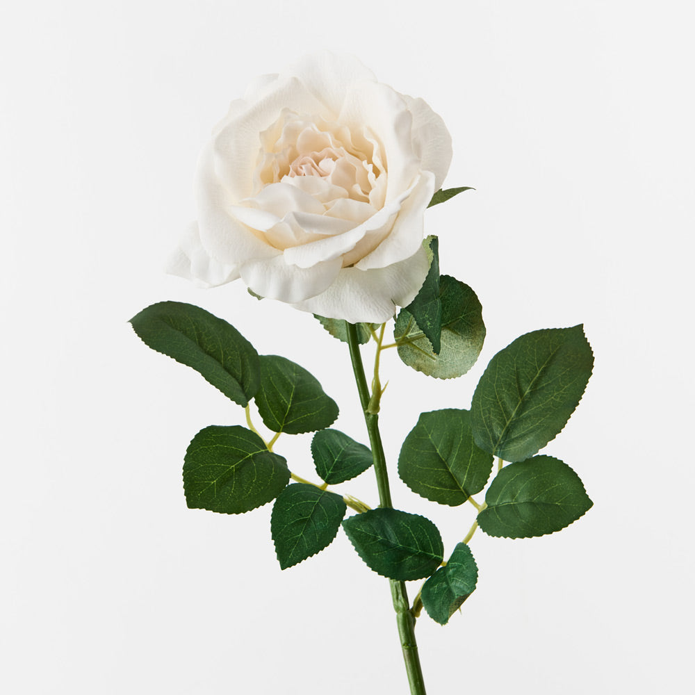 Astrid Rose - Ivory
