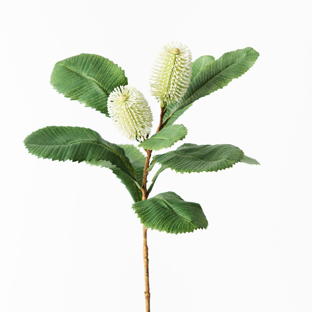 Banksia Robur Spray