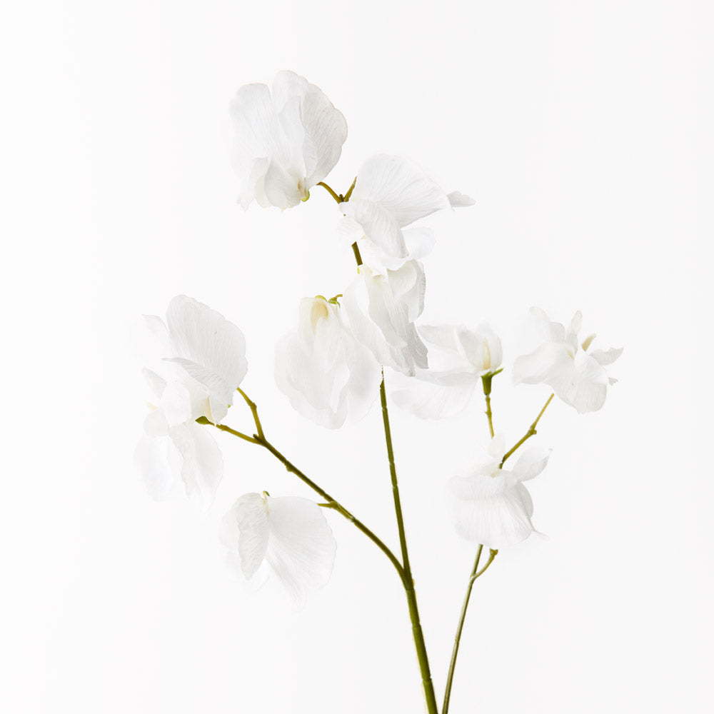 Sweat Pea Spray - Winter White
