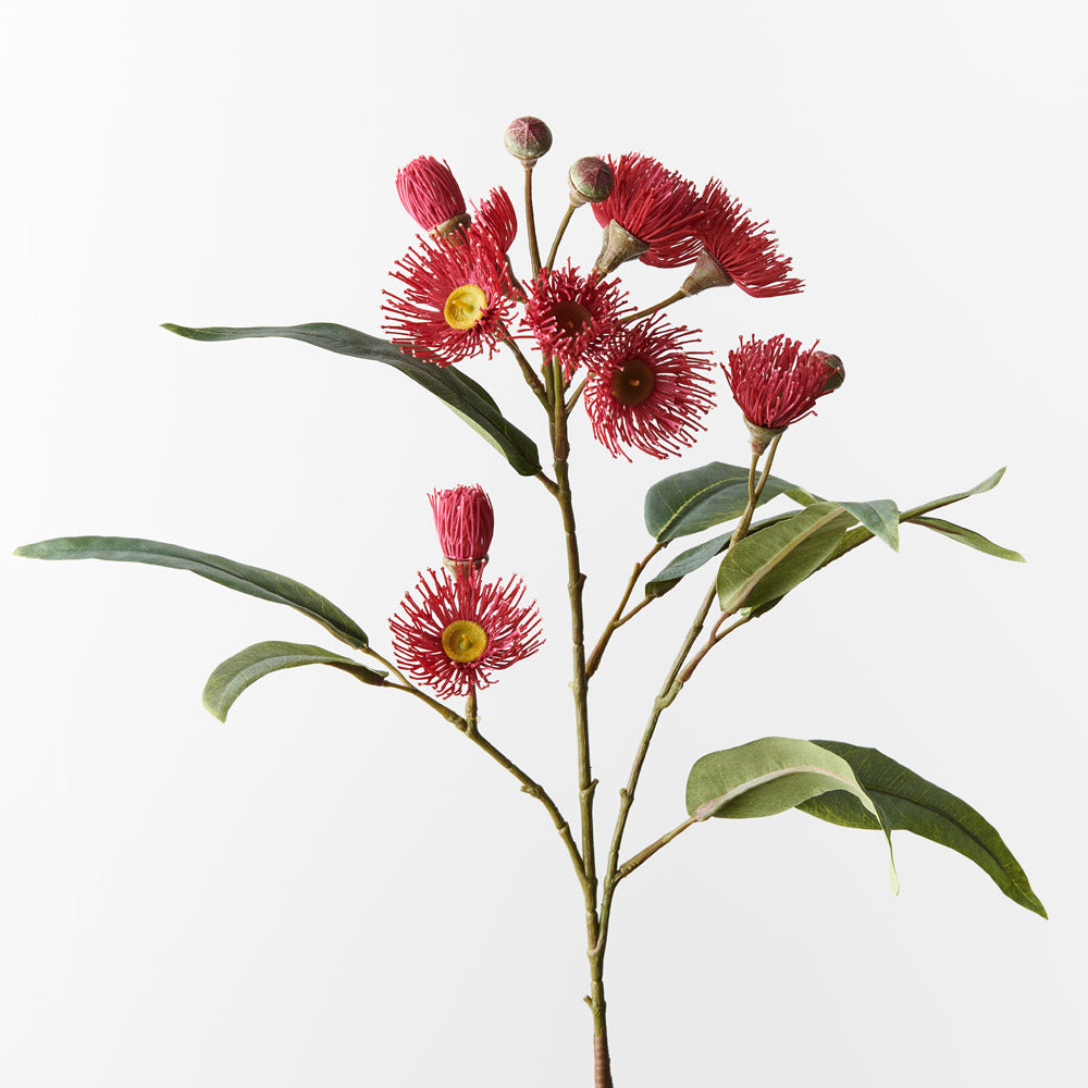 Eucalyptus Flowering Spray
