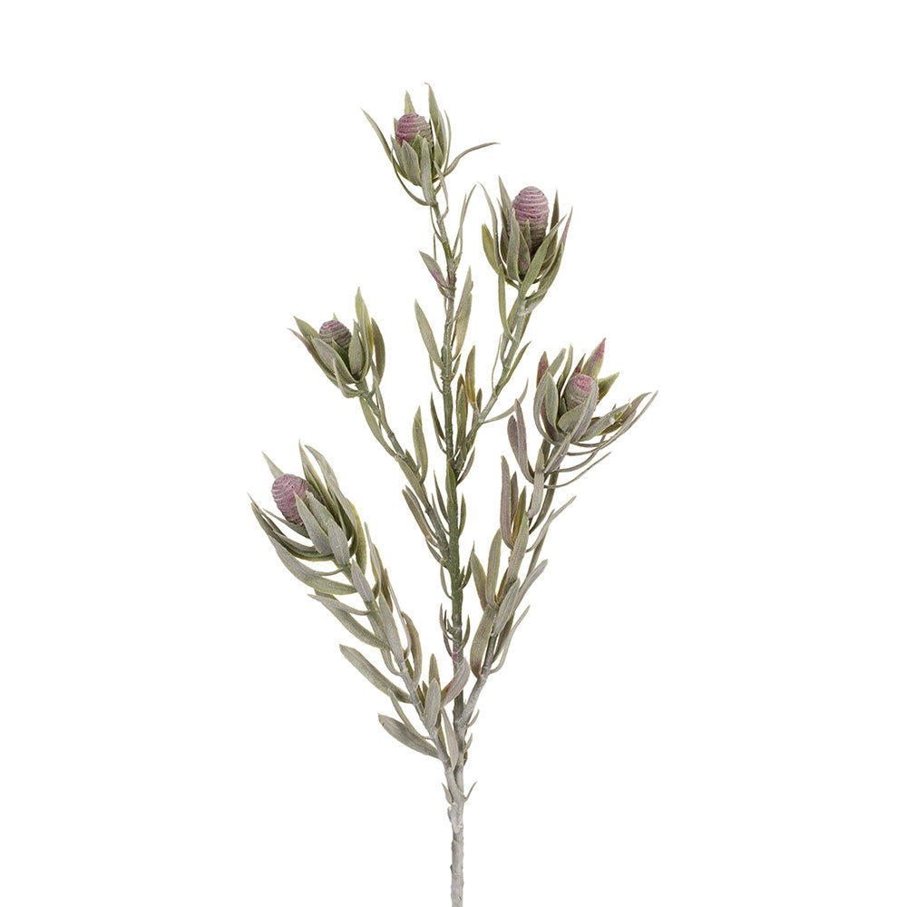 Protea Leucadendron Spray
