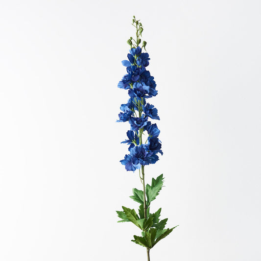 Delphinium