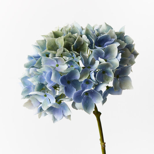 Hydrangea